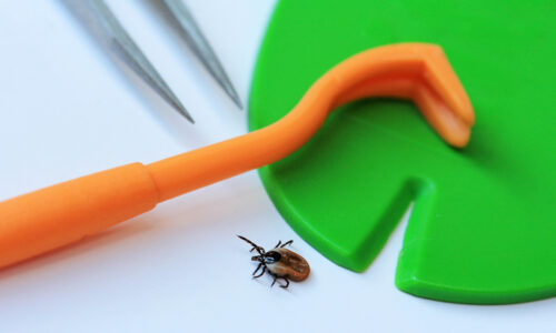 How to remove a tick