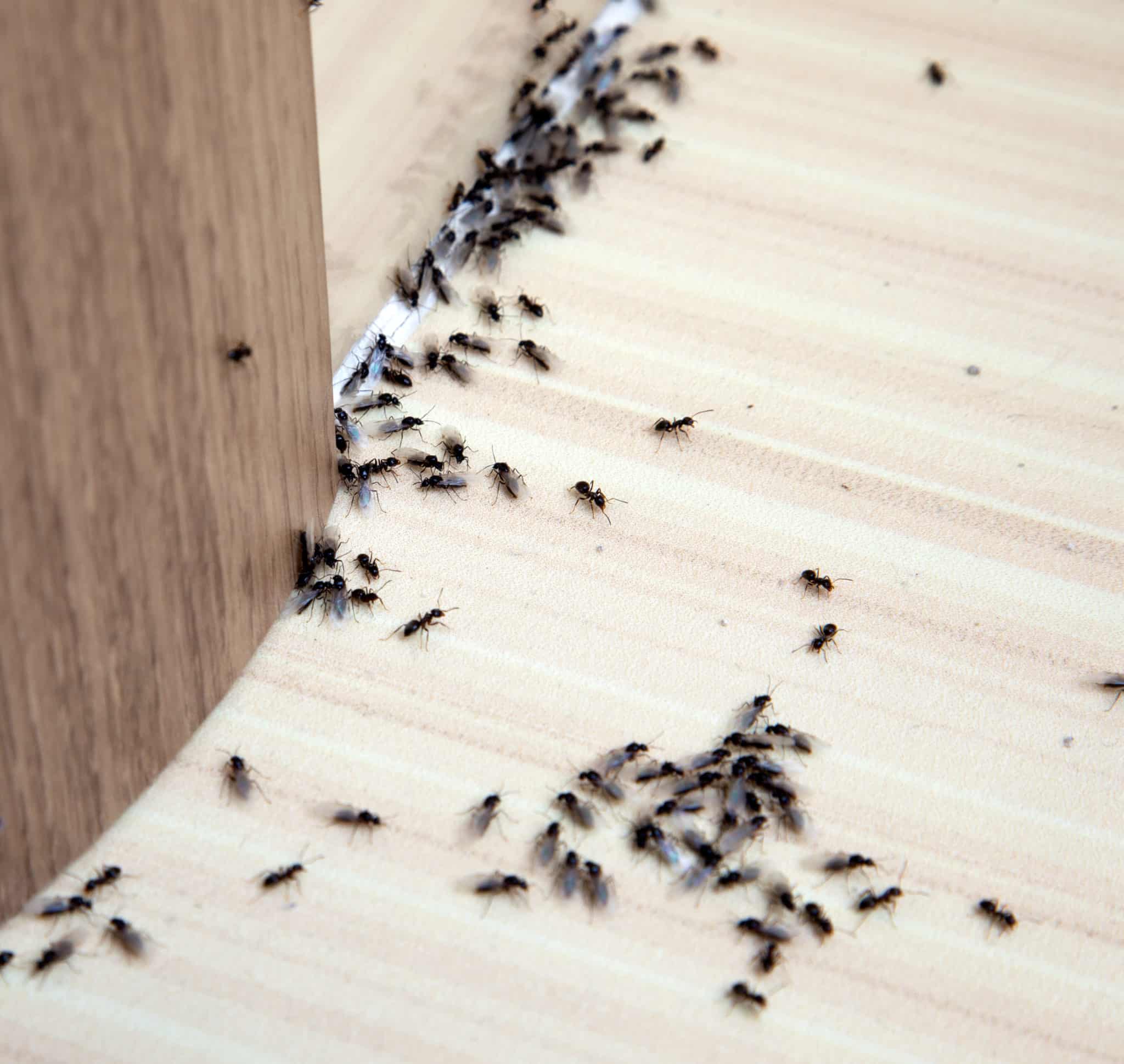 How To Get Rid Of Ants In Your Office