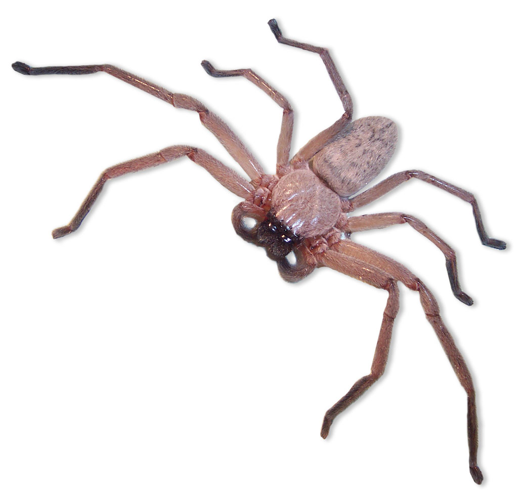 Are Huntsman Spiders Dangerous?
