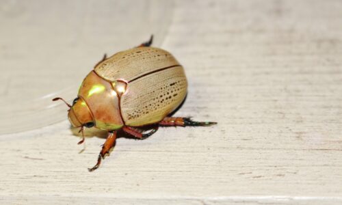 How to Get Rid of Christmas Beetles