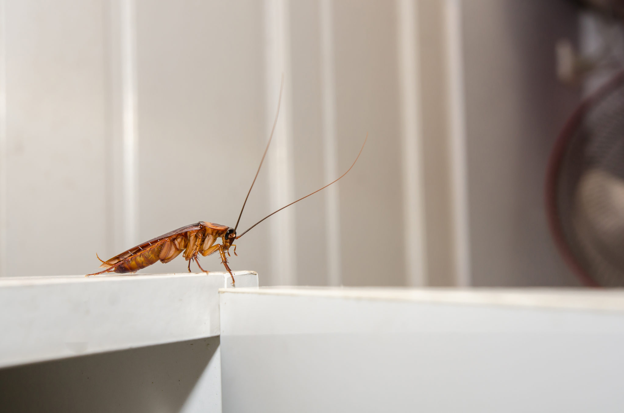 Common Pests in Rental Properties