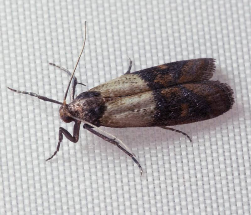 Indian Meal Moth (Pantry Moth) Pest Control