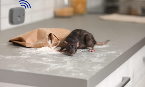 Why You Should Invest in SMART Digital Rodent Monitoring for Your Home