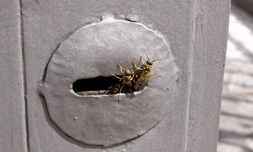 Keyhole Wasps in Brisbane