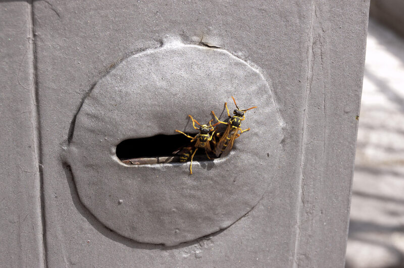 Keyhole Wasps in Brisbane