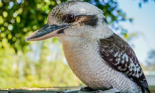 Kookaburra sitting on fence in Thornlands