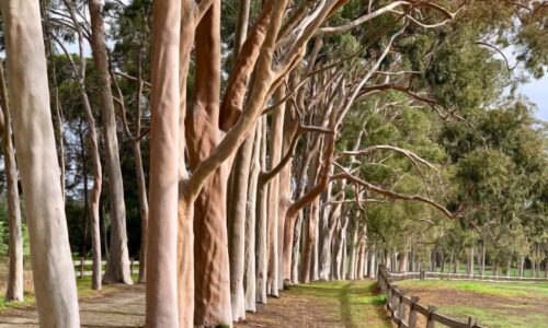 Langwarrin Pest Control