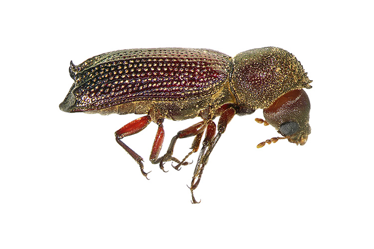 Lesser Auger Beetle Control