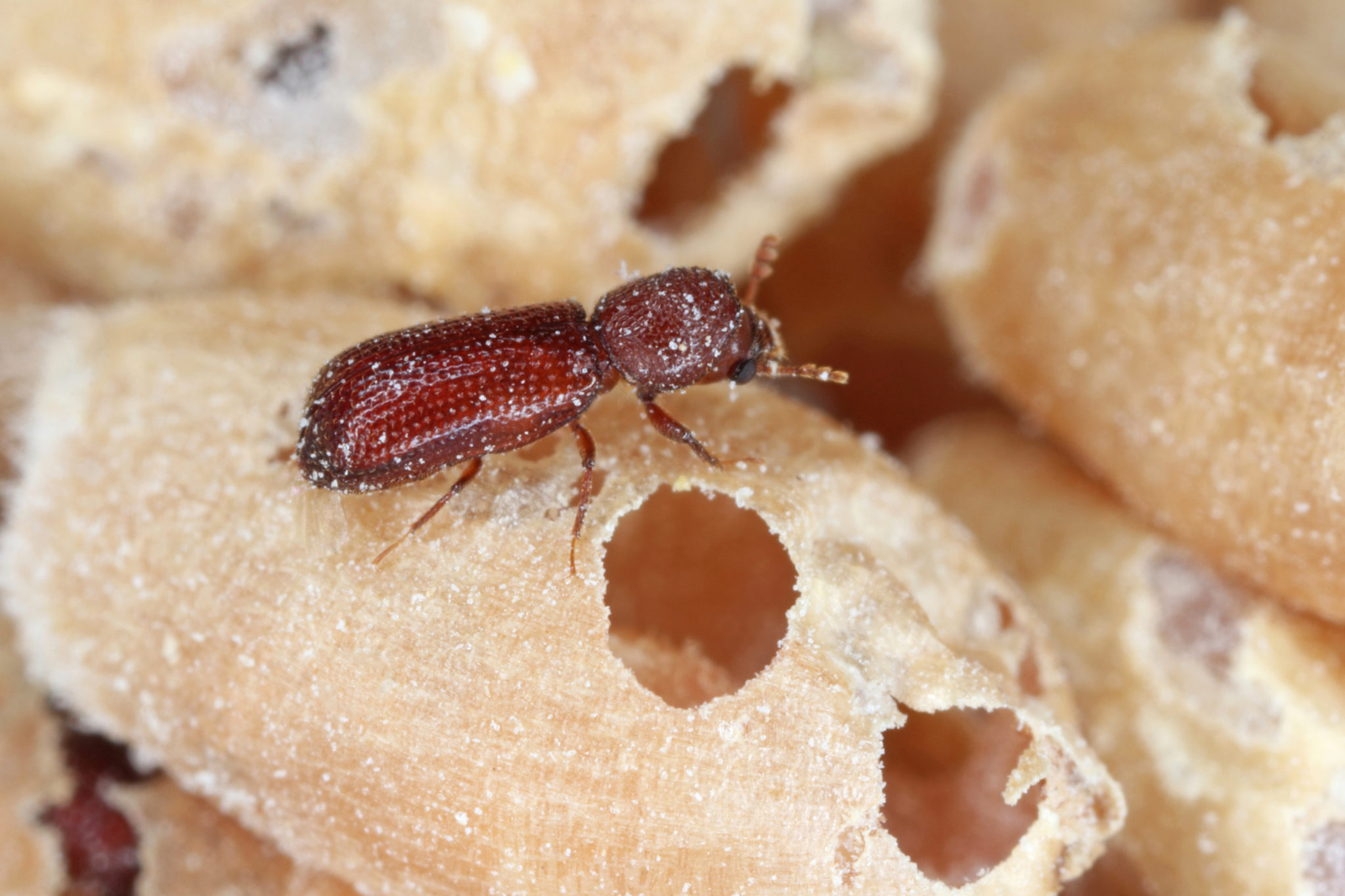 Lesser Grain Borer Pest Control