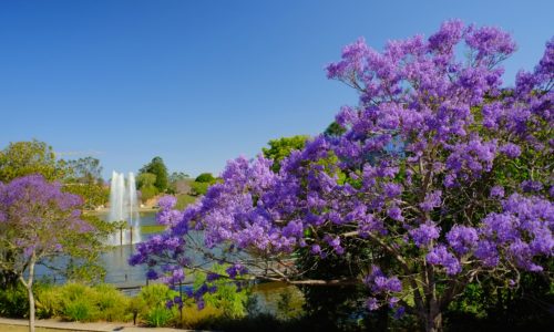 Logan City Pest Control