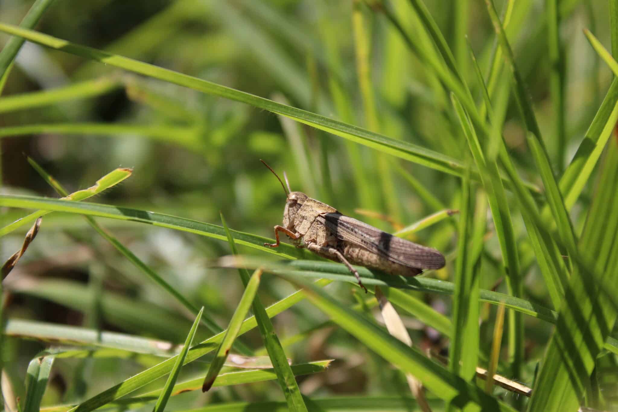 Cricket on a blade of grass