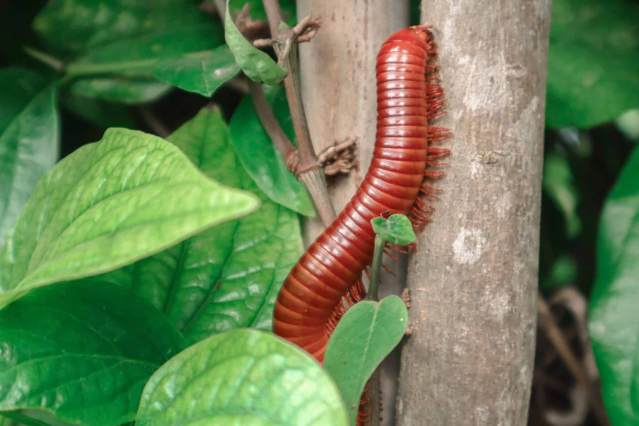 Millipede walking on a tree