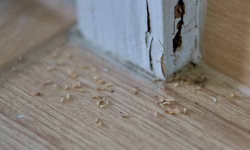 Marsden Park termite damage to wooden door
