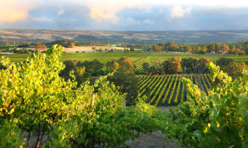 Mclaren Vale Pest Control