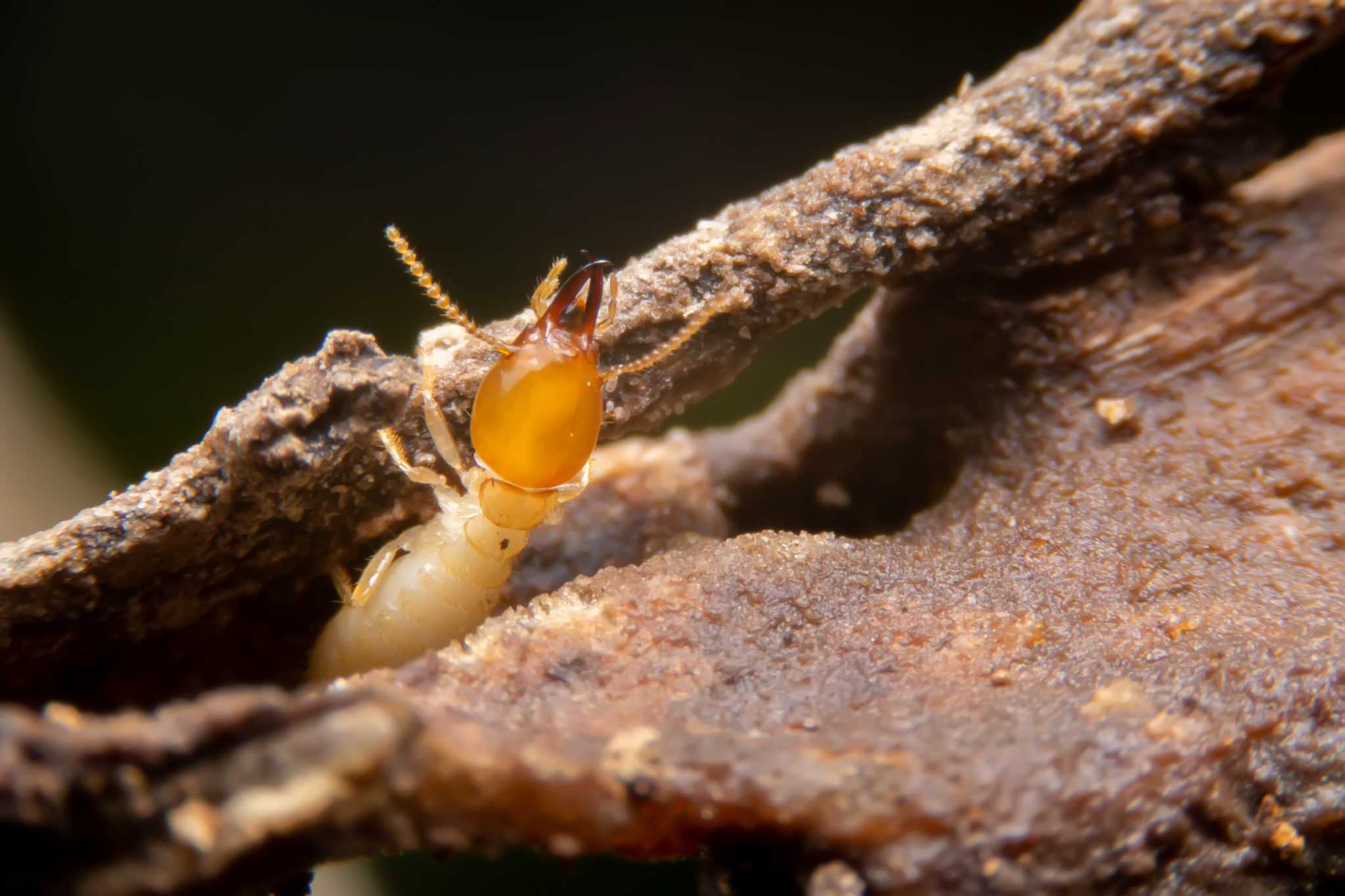 Termites Menai