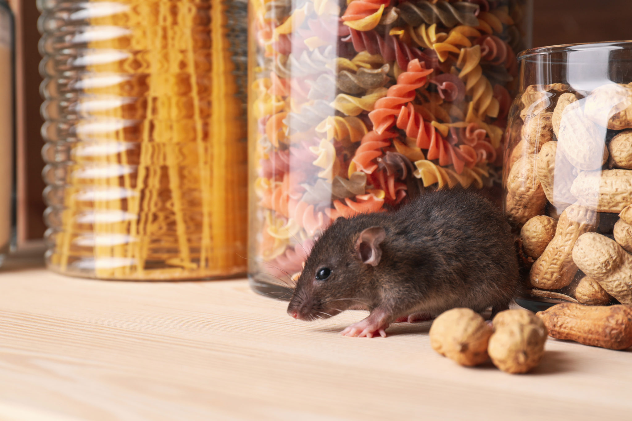Mice Multiply in Spring! Get Ahead of Rodents with SMART - Flick