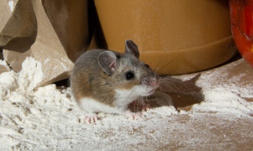 How to Get Rid of Mice from your home
