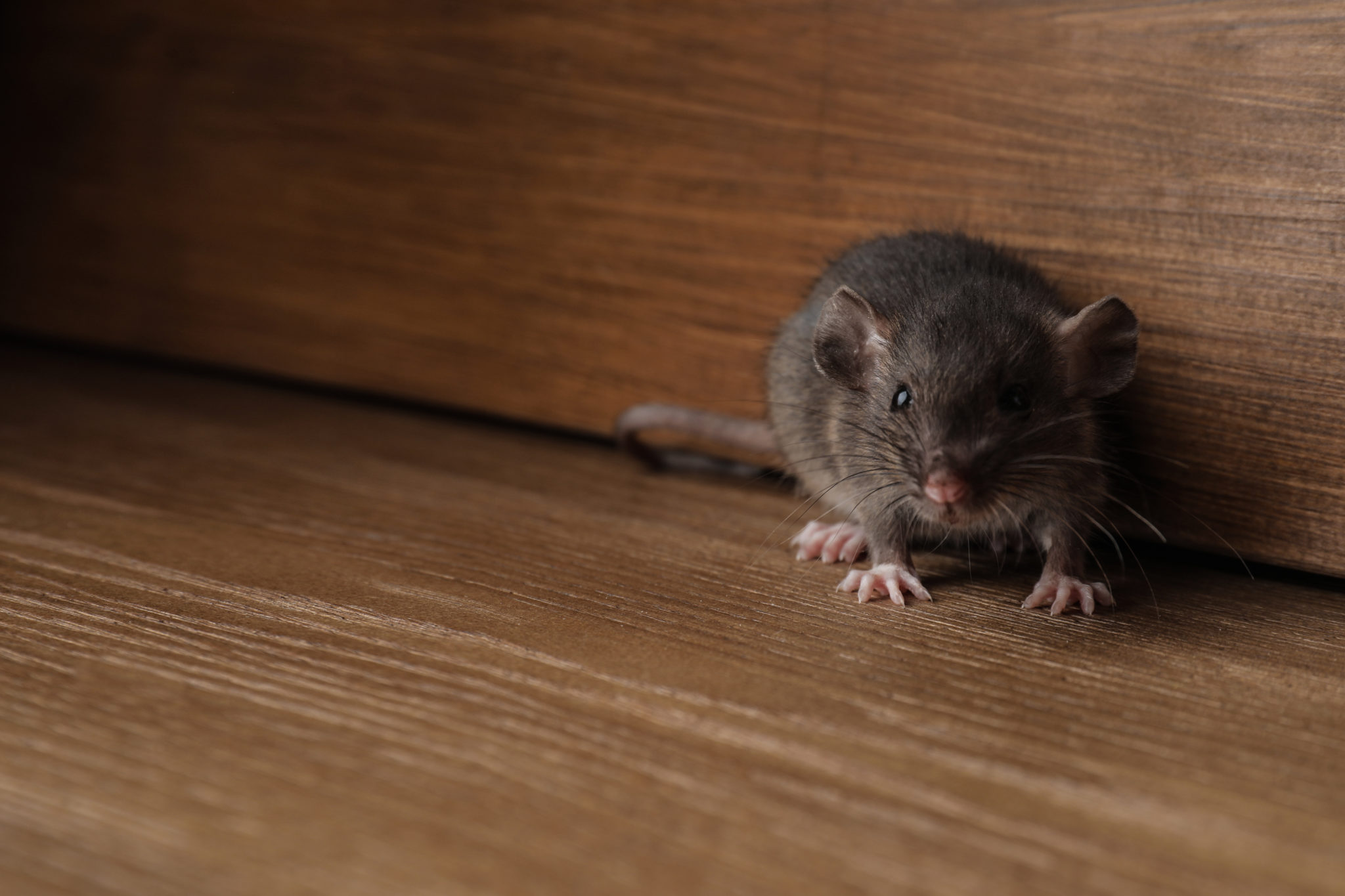 Rodent pest control in Gosford for your home