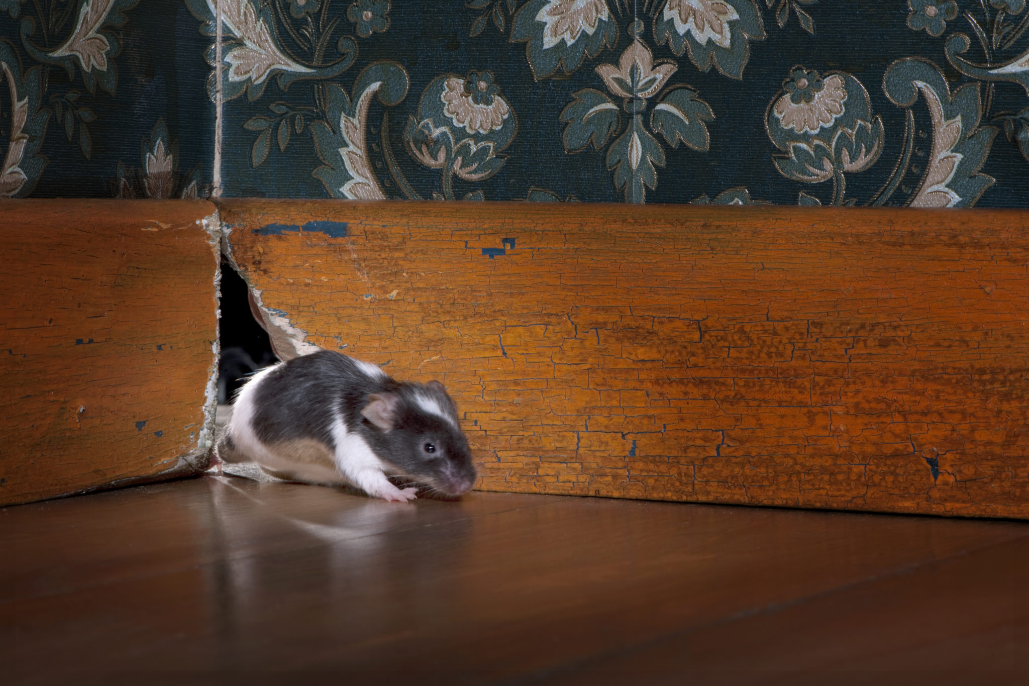 Mouse inside Coonabarabran home