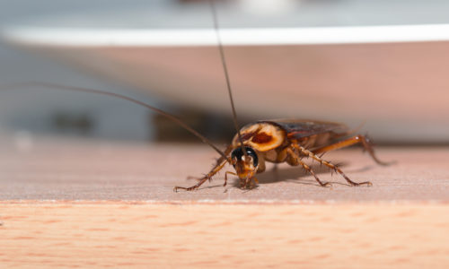 Cockroach Protection, Muswellbrook