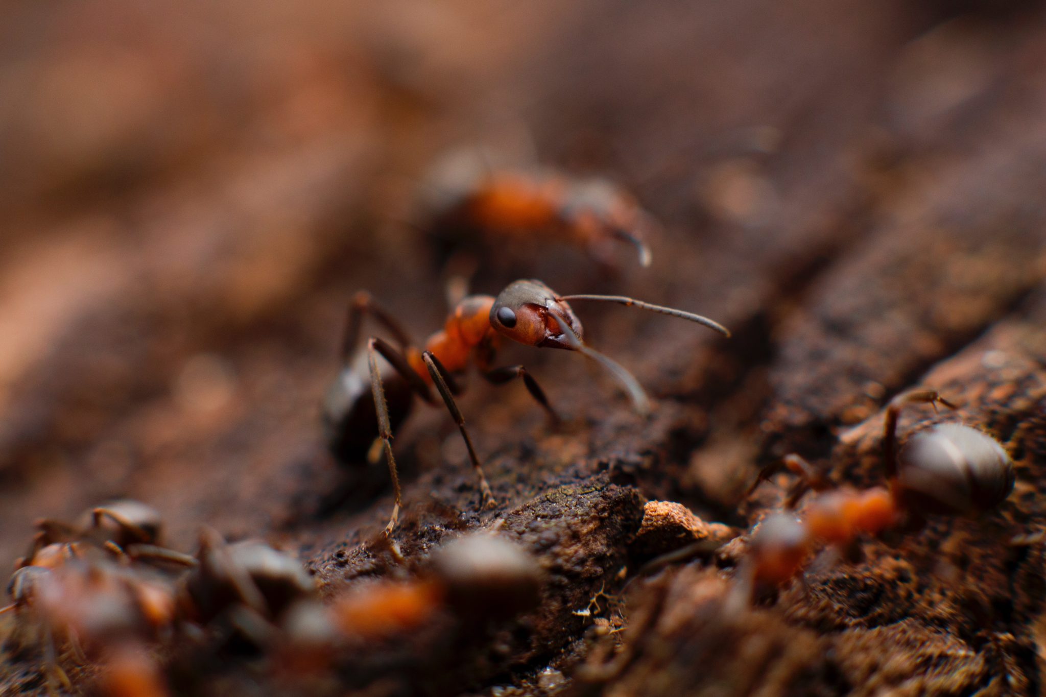 Newcastle Ants