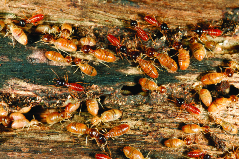 Termite Pest Control Newcastle, Affordable Termite Inspections - Flick
