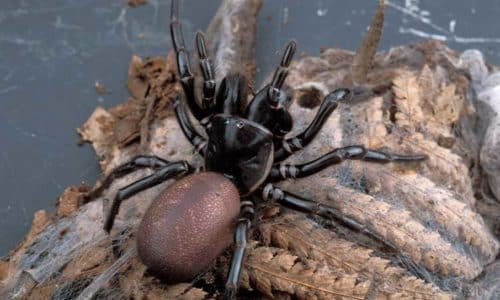 funnel web spider on top of cobwebs and leaves