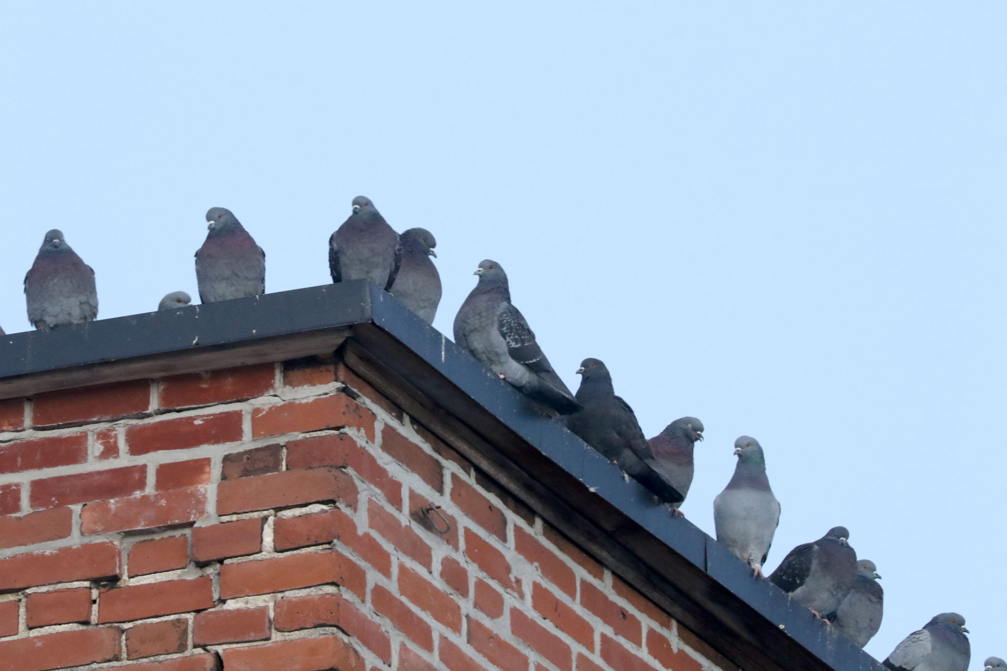 Pest birds in Cairns