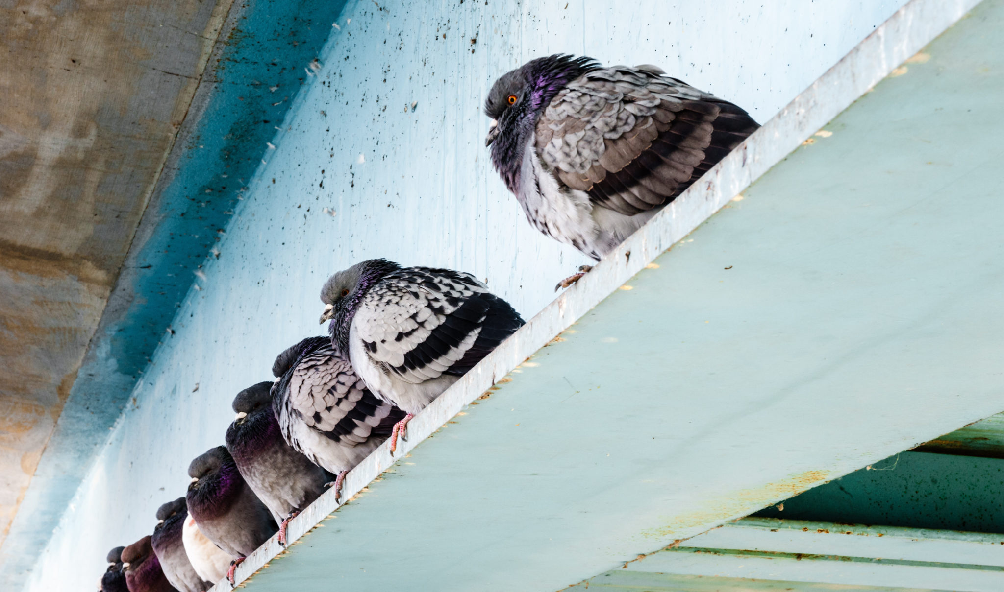 Pest birds in Dubbo