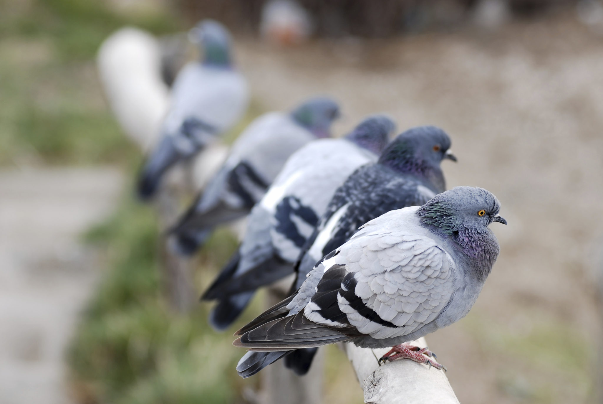 Australia Bird Control, Bird Control AUS