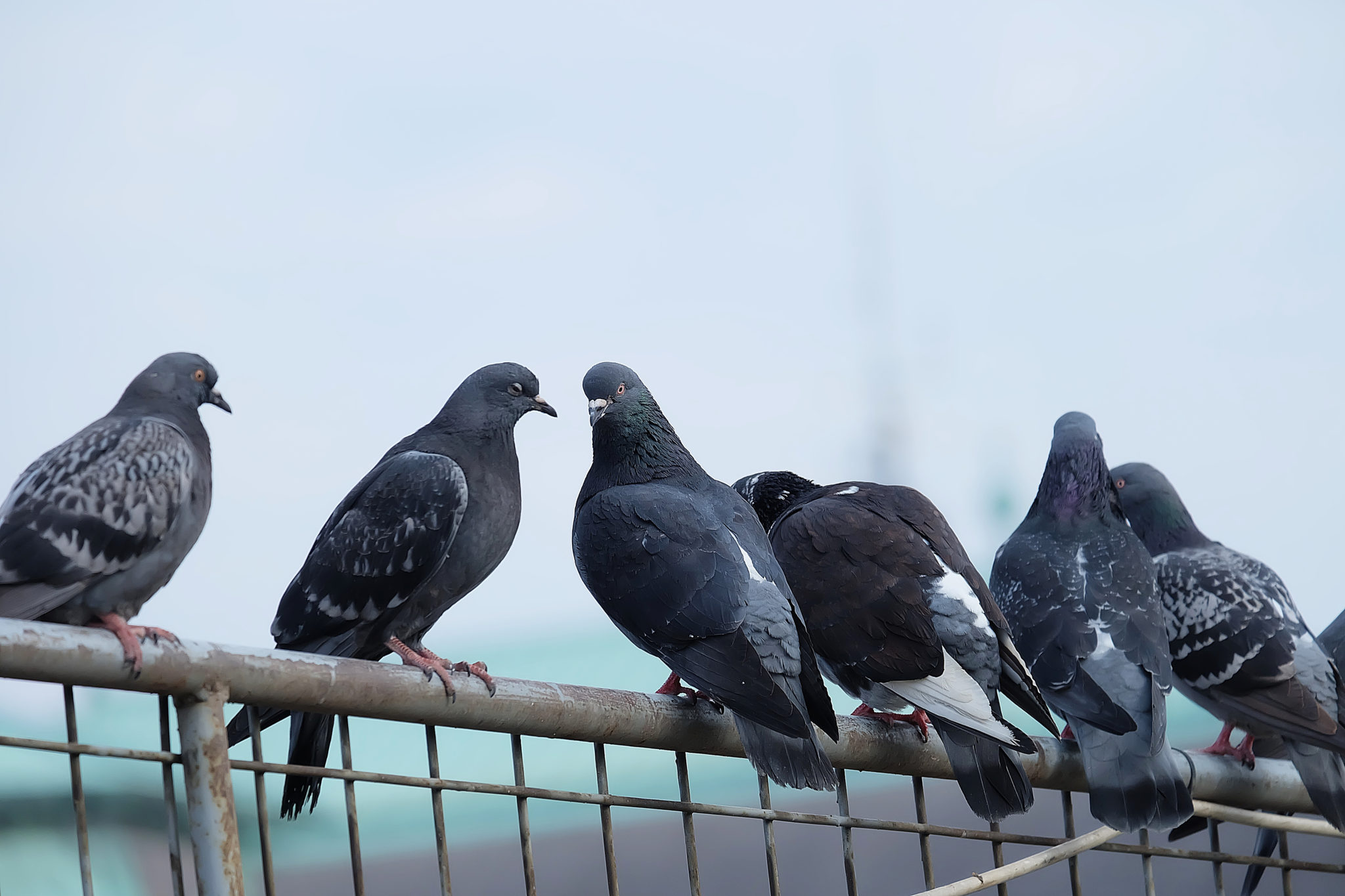 Pest birds in Newcastle