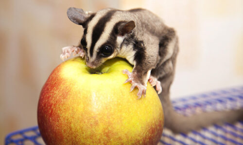 Possums at home in Australia