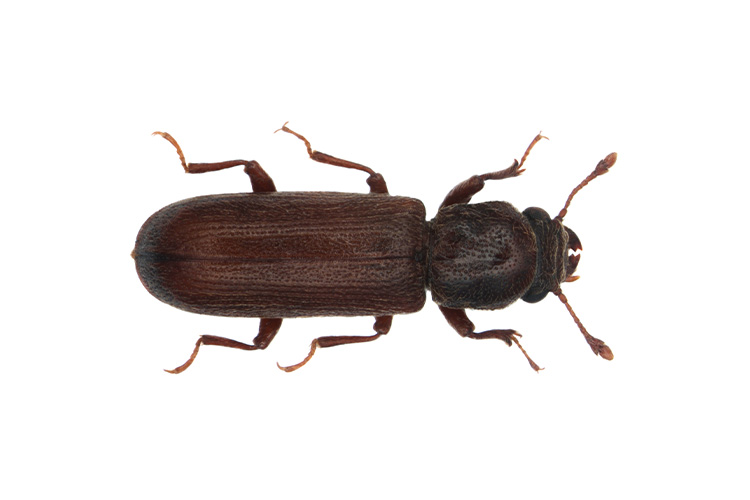 Powderpost (Lyctus) Beetle Control