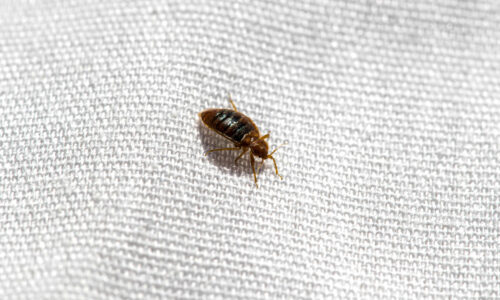 Protect your family from Bed bugs