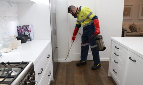 Protecting home in Canberra from cockroaches
