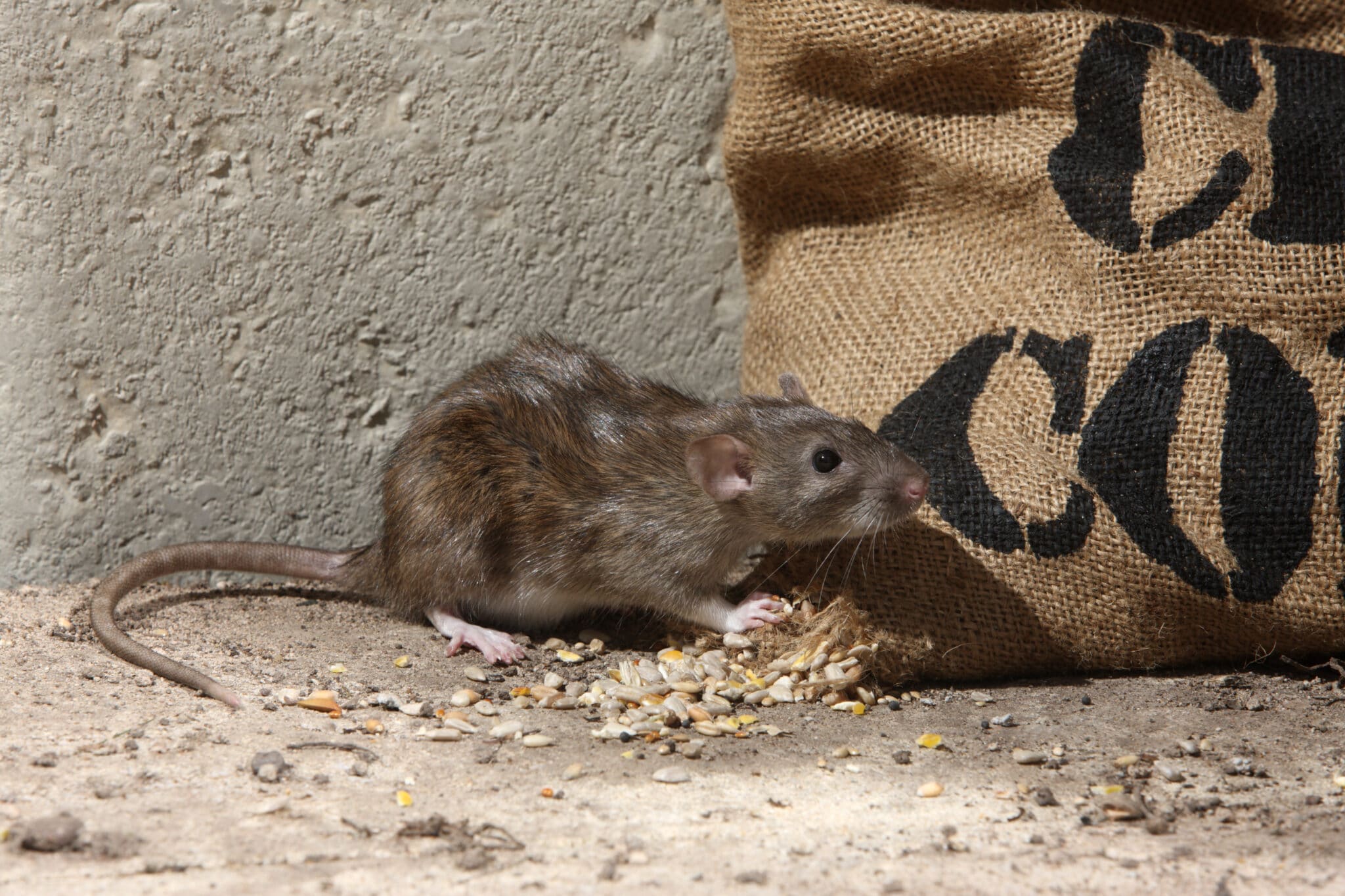 Rat Pest Control