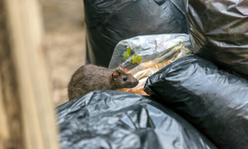 Rat on garbage bags