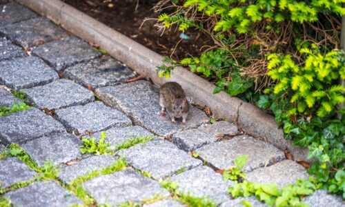 Rat scurrying in residential backyard garden