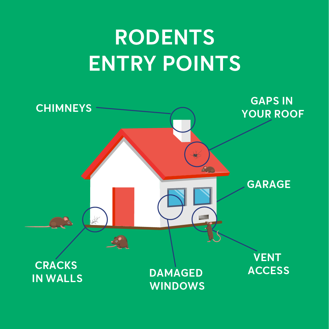 Rats entry points