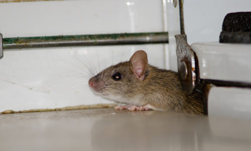Rodent Pest control for real estate