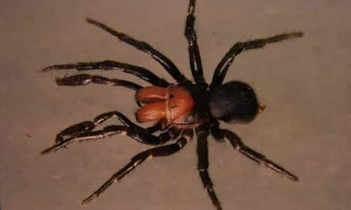 red headed mouse spider on the ground