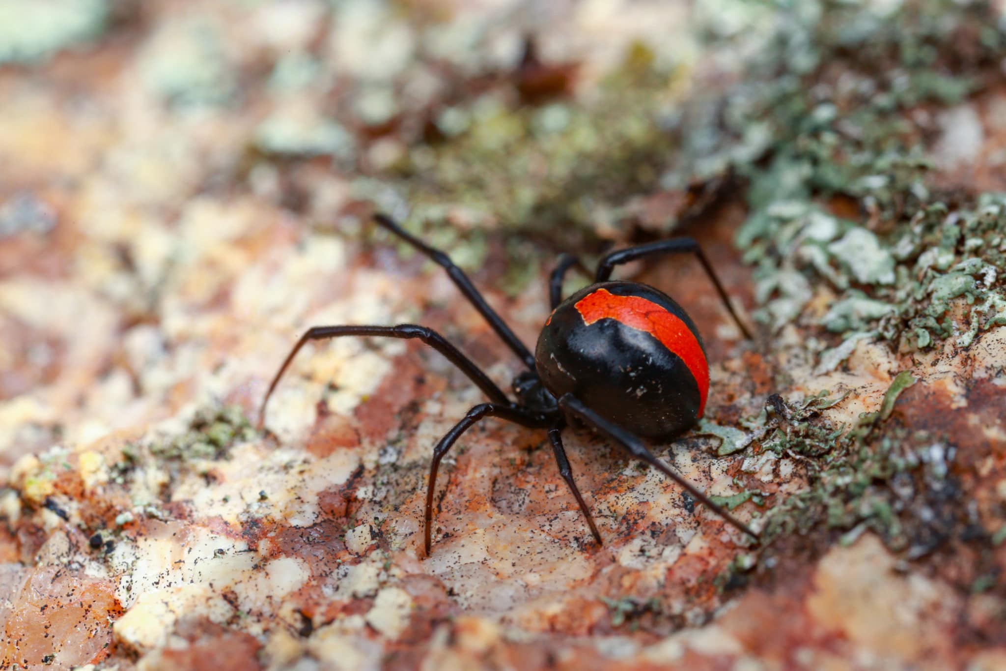 Spider Pest Control Cairns, Spider Inspection - Flick