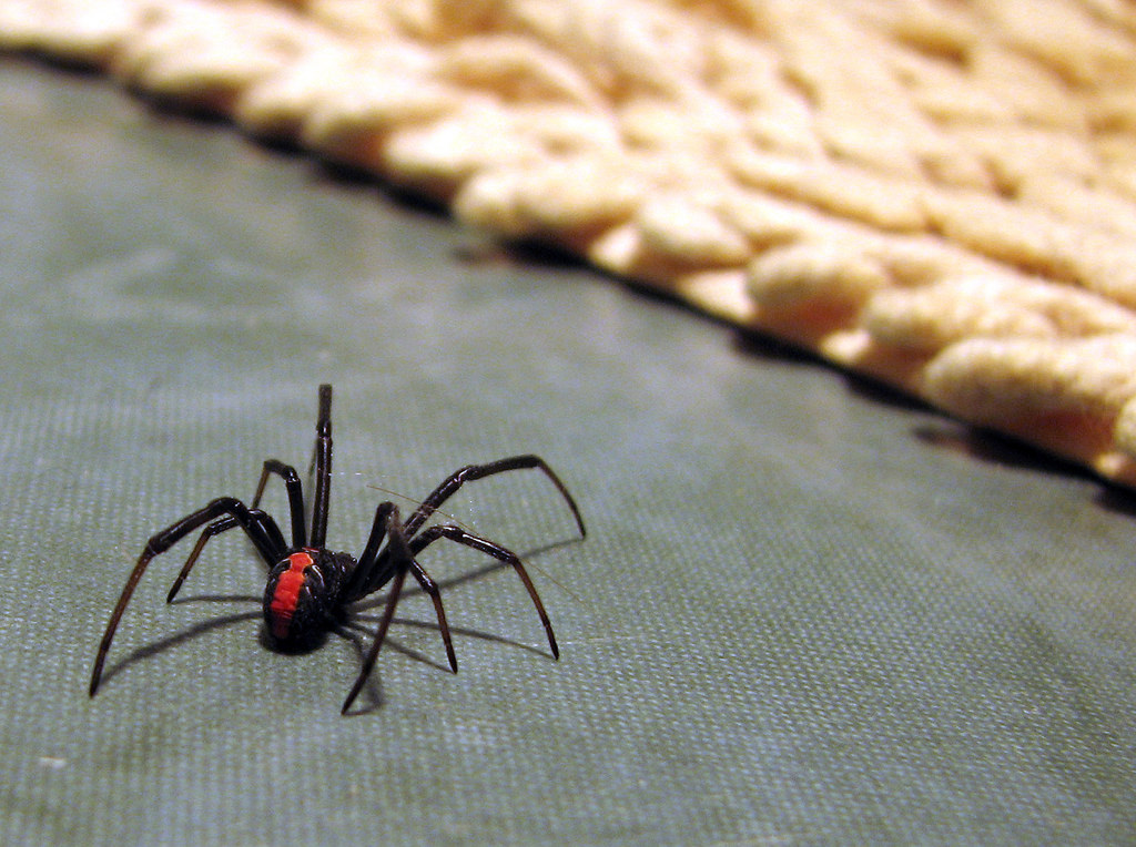 Dubbo Spider Control | Flick Australia Spider Control