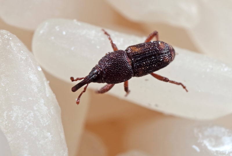 Rice Weevil Pest Control