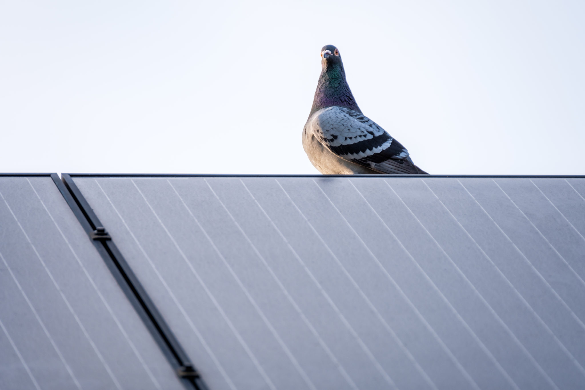 Rockhampton - bird control for solar panels