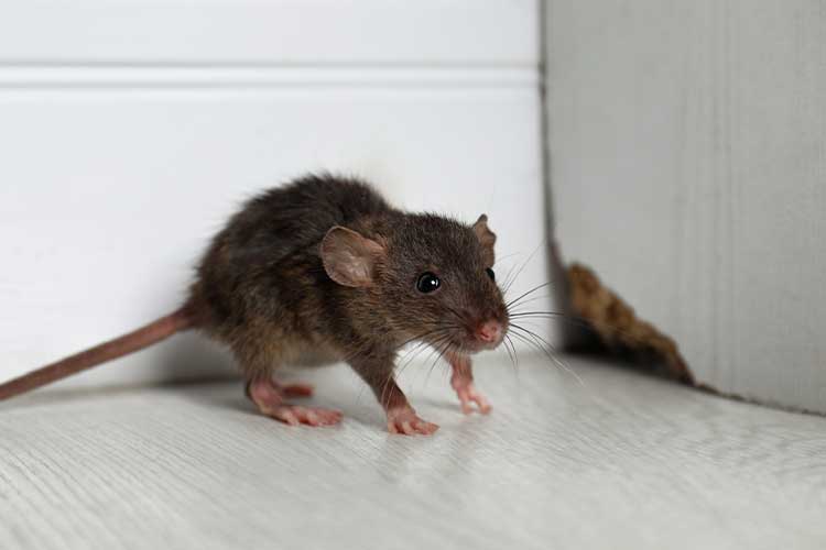 Rodent Pest Control Sydney