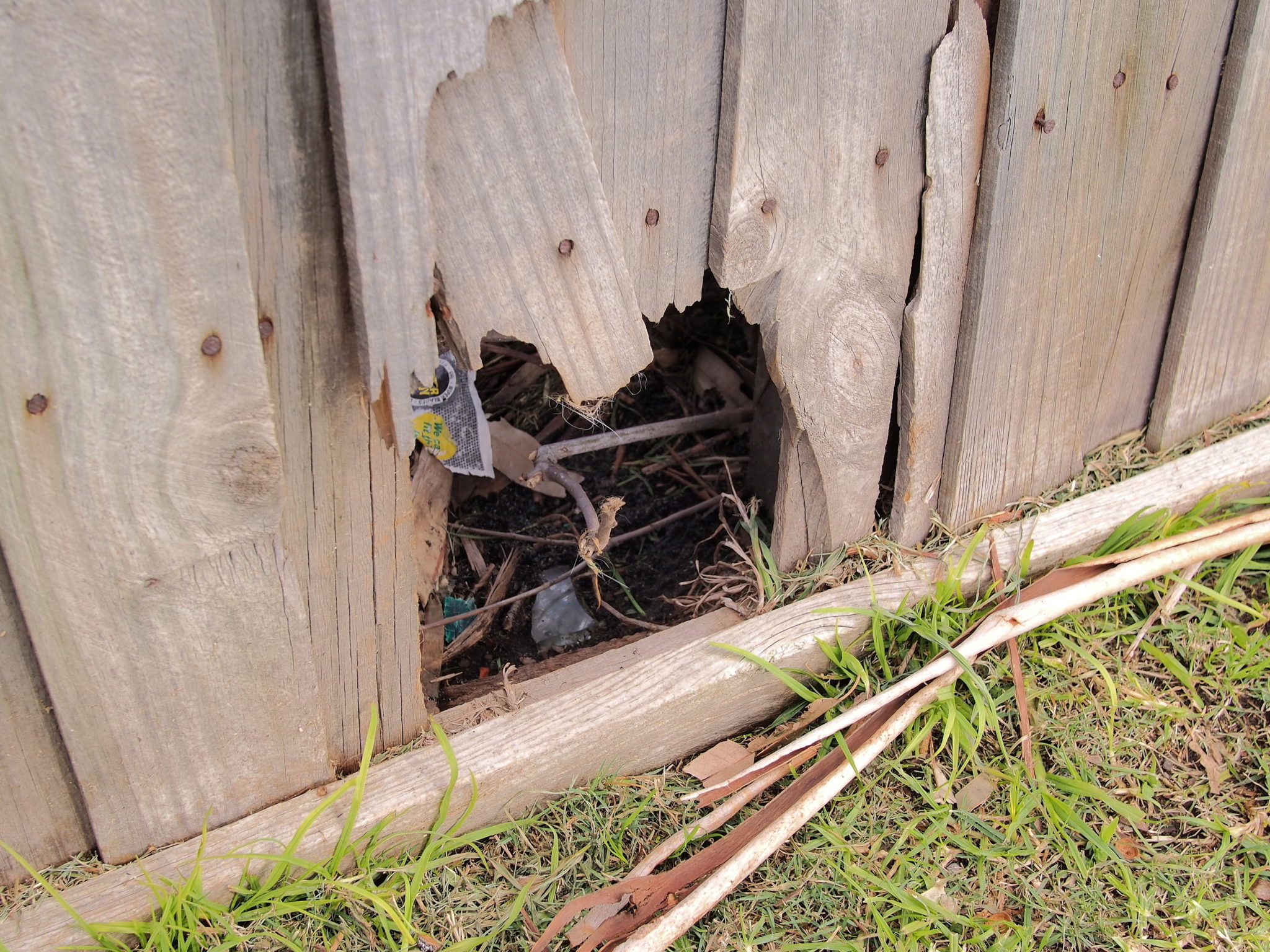 Rodent damage in Canberra City