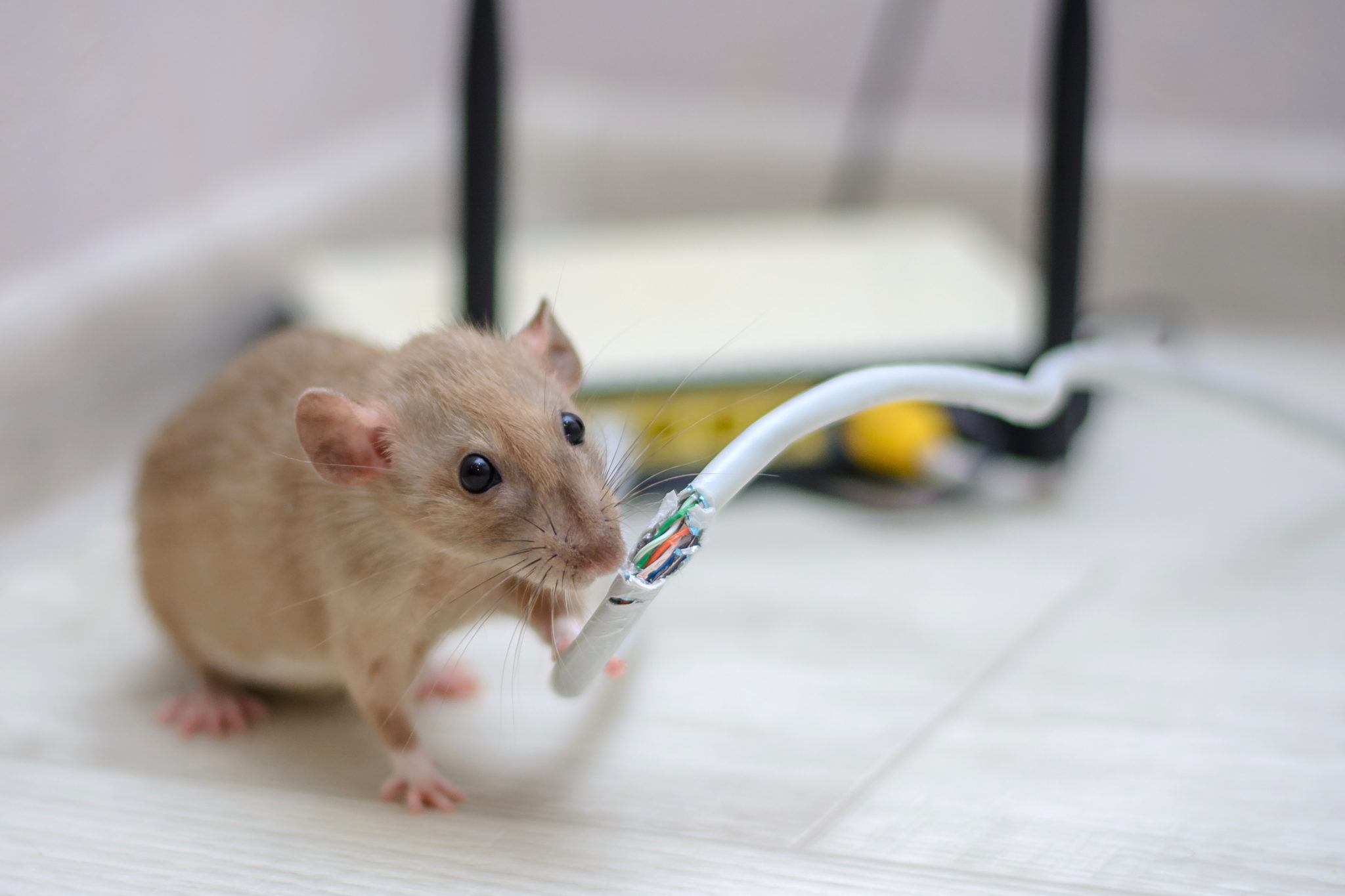 Rodent Pest Control Canberra, Rodent Treatment - Flick Pest Control