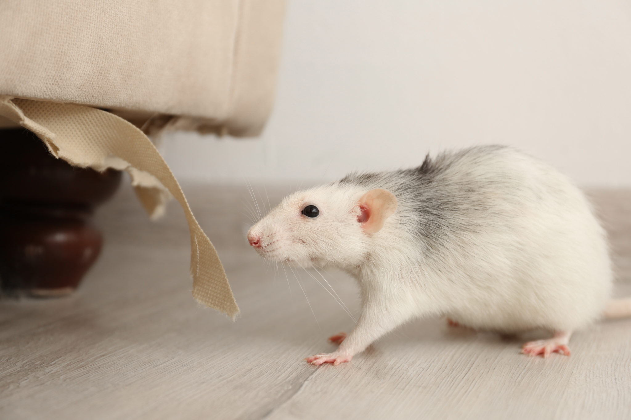 Rodent damage in Port Douglas