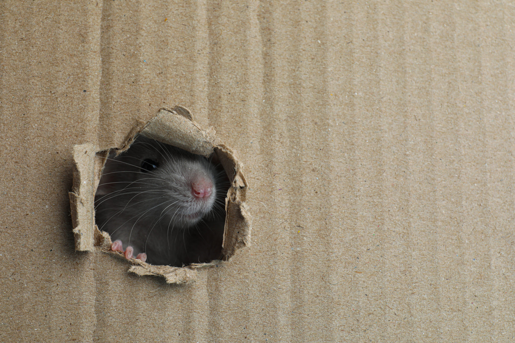 Rodent damage in Tuggerangong